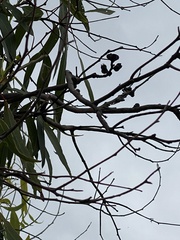 Eucalyptus bancroftii