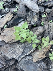 Parietaria floridana