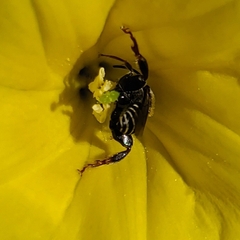 Apinae