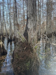 Cyrtopodium punctatum