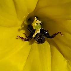 Apinae