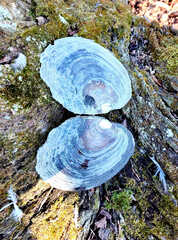 Lasmigona complanata