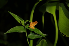 Dendropsophus ebraccatus