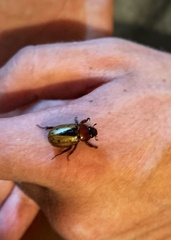 Cyclocephala porioni