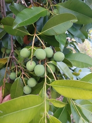 Calophyllum