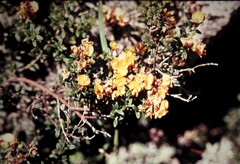 Oxylobium ellipticum