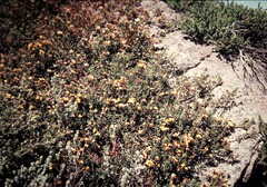 Oxylobium ellipticum