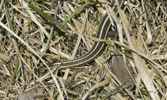 Thamnophis butleri