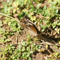 Anthanassa drusilla lelex