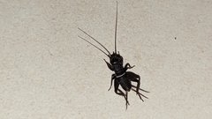 Gryllidea
