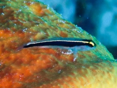 Elacatinus centralis