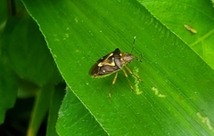 Acanthosomatidae