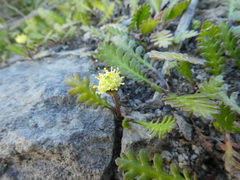 Leptinella dioica