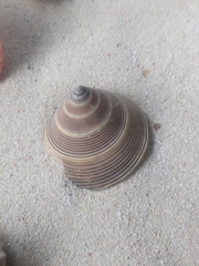 Calliostoma javanicum