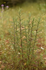 Carlina graeca