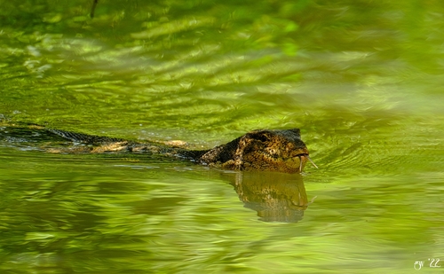 Common Water Monitor, Varanus salvator