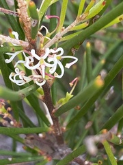 Hakea actites
