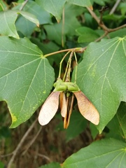 Acer obtusifolium