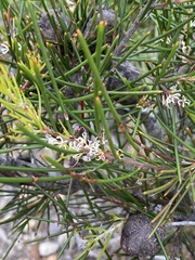Hakea actites