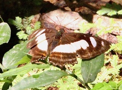 Metamorpha elissa