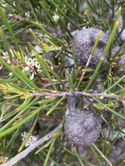 Hakea actites