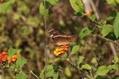 Anartia fatima colima