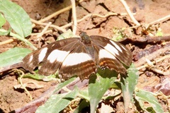 Metamorpha elissa
