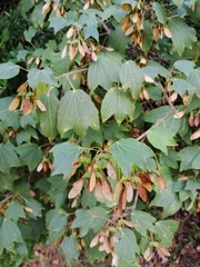 Acer obtusifolium