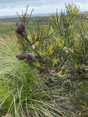 Hakea actites
