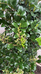Ligustrum japonicum
