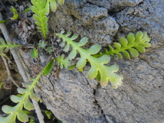 Leptinella dioica