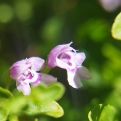 Clinopodium brownei