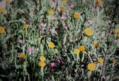 Podotheca gnaphalioides