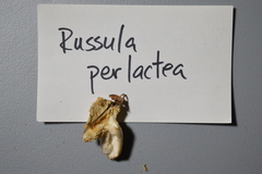 Russula perlactea