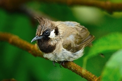 Pycnonotus leucogenys