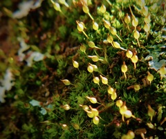 Ptychomitrium incurvum