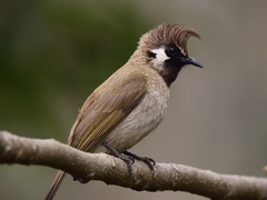 Pycnonotus leucogenys