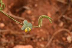 Coronilla scorpioides