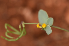 Coronilla scorpioides