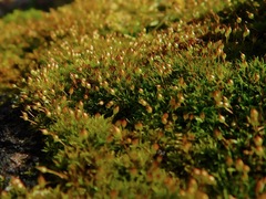 Ptychomitrium incurvum