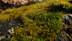 Ptychomitrium incurvum
