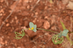 Coronilla scorpioides