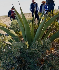 Agave salmiana