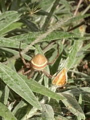 Argiope keyserlingi