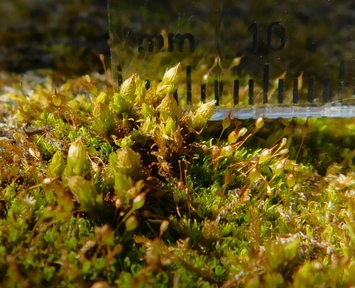 strangulate orthotrichum moss (Orthotrichum strangulatum)