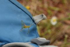 Acrometopa macropoda