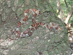 Trimorphodon paucimaculatus