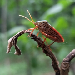 Edessa rufomarginata