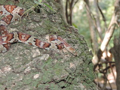 Trimorphodon paucimaculatus