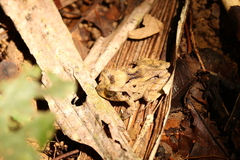 Craugastor megacephalus